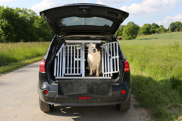 A dog stands inside a car crate.