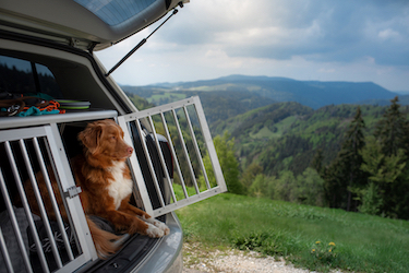 A retriever sits inside his car crate.