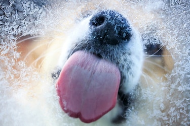 A dog licks a cold window.