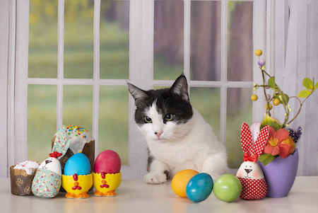 A black and white cat sits near an Easter display.