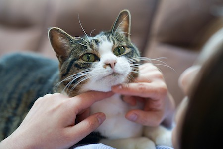 A cat is petted under the chin.
