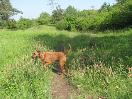 A dog investigates an area with tall grasses and weeds.