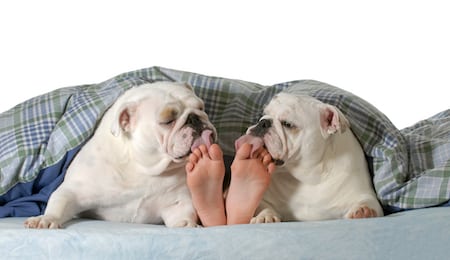 Two bulldogs lick their pet parent's feet.