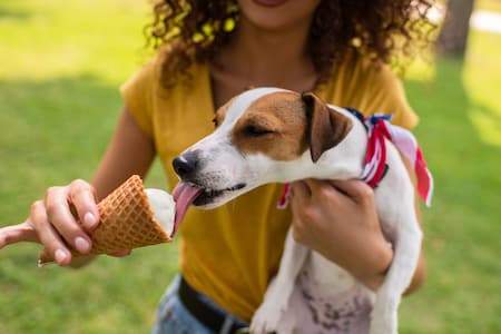 A terrier eats ice cream.