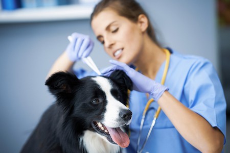 A vet tech takes a tick off a black and white dog.