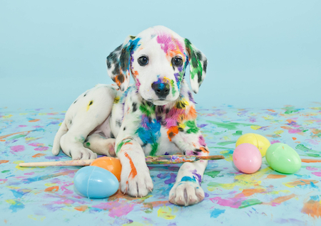 A Dalmatian puppy is covered in egg dye.
