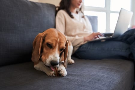 A Beagle licks at his paws.