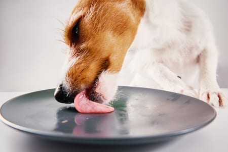 A terrier licks a plate clean.