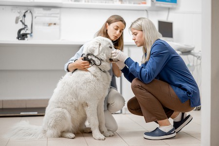 A vet removes a tick from a dog's face.