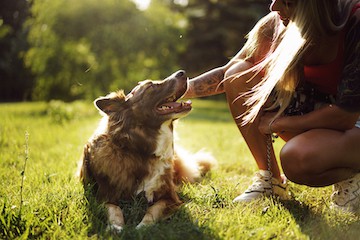 A dog looks up happily at his owner.