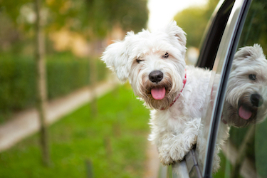 A white dog hangs out a car window.