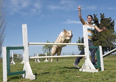 A border collie jumps over an obstacle with her owner by her side.