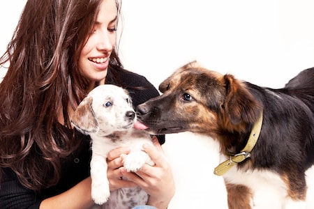 A dog licks a puppy.