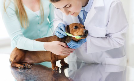 A Dachshund gets his teeth brushed by a vet.