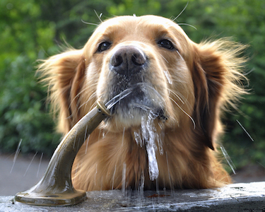 A Golden Retriever drinks from a water fountain.