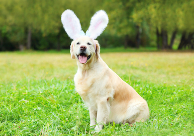 A Golden Retriever smiles with bunny ears on.