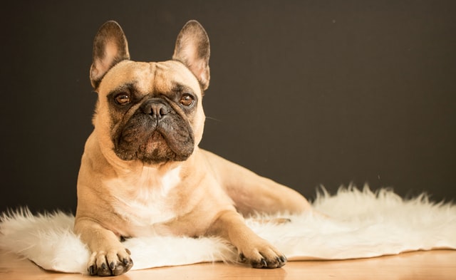 A French Bulldog lies on a fur rug.