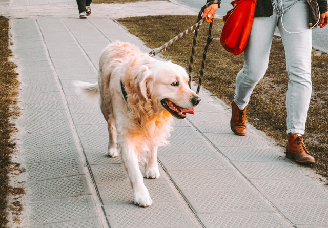 A dog owner walks her Golden Retriever.