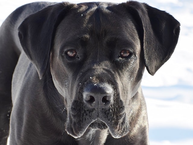 Cane Corso information & insurance costs