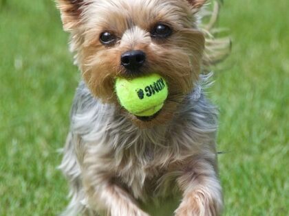 A Yorkshire Terrier runs with a tennis ball in his mouth.