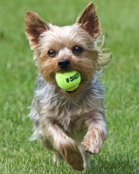 A Yorkshire Terrier runs with a tennis ball in his mouth.