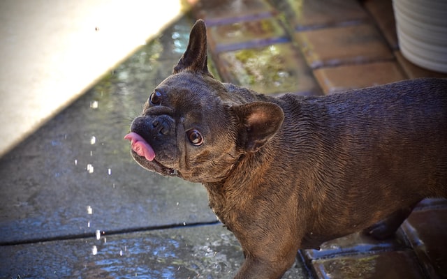 A French Bulldog licks some drops of water.