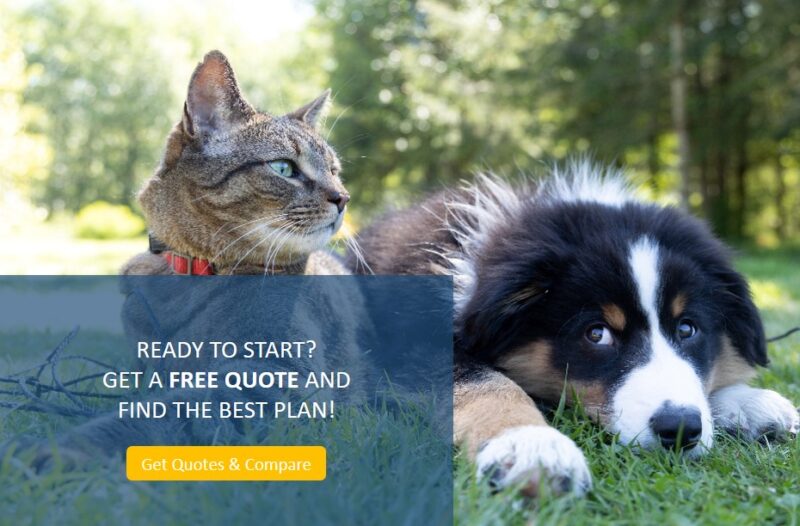 Is Pet Insurance Worth It? Pet Insurance Review