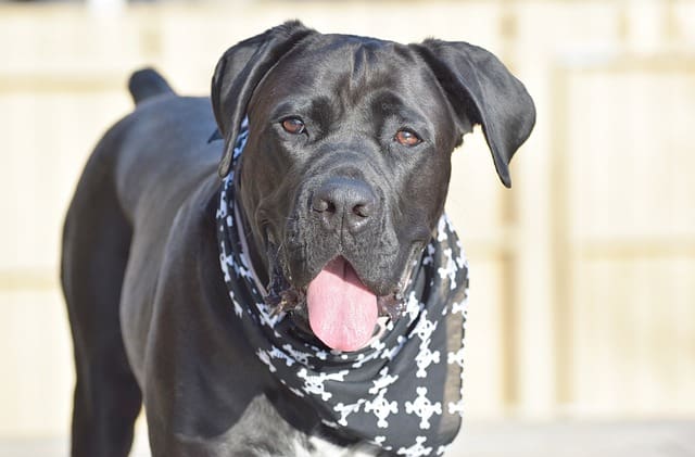 Cane Corso breed profile