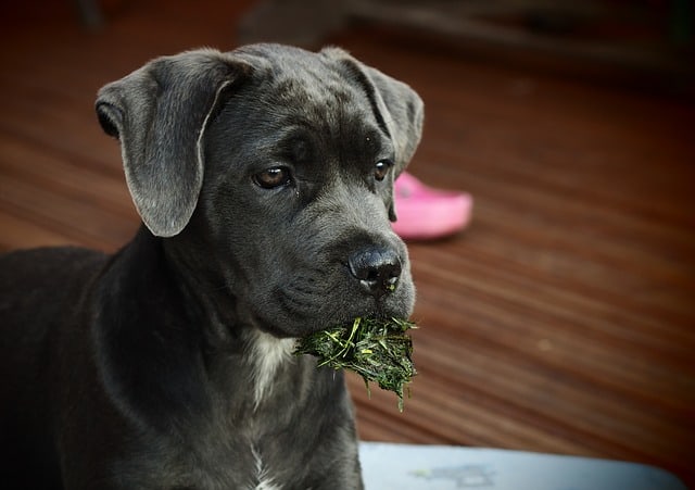 how much do cane corso puppies cost