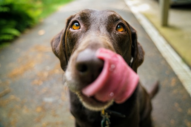 A chocolate Labrador retriever licks his nose.