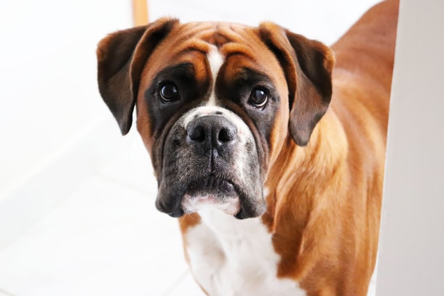 A German Boxer dog looks at the camera.