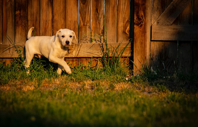 A Yellow Labrador puppy walks in his backyard.
