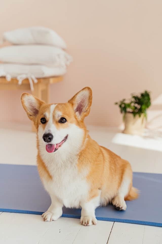 Corgi