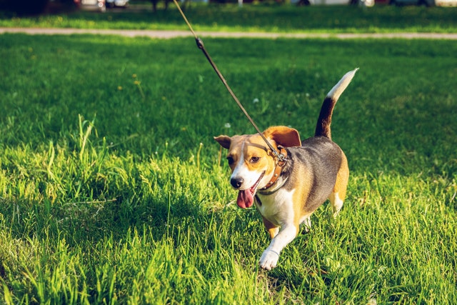 hiking with small dogs