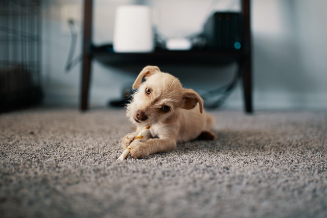 puppy teething