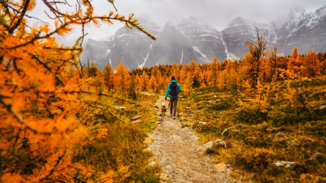 dog hiking