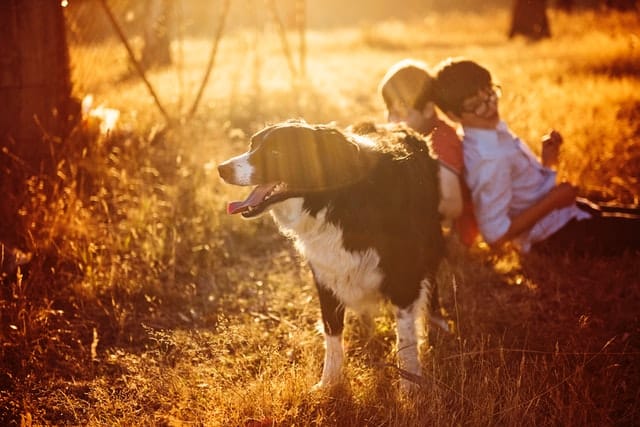 dog and boys