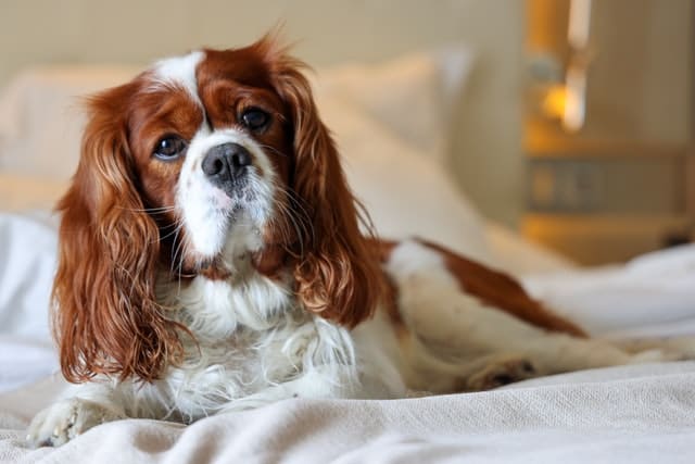 Cavalier King Charles Spaniel