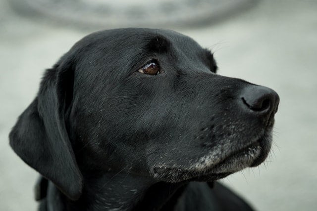 Labrador Retriever