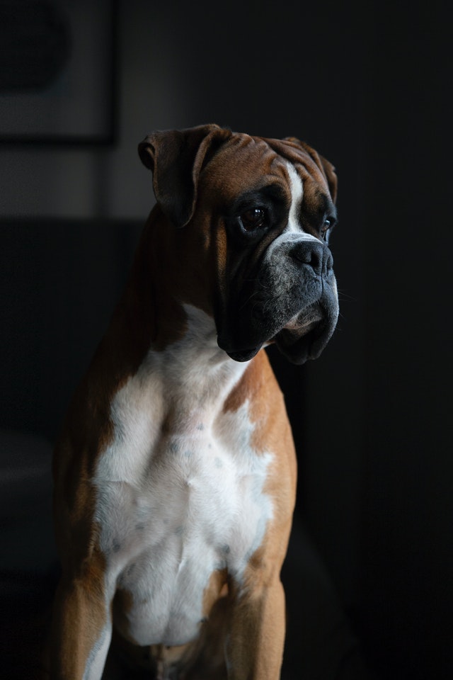 Boxer breed