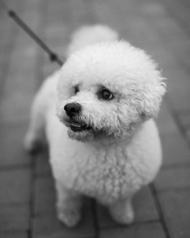 Bichon Frise