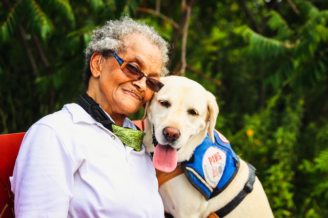 therapy dog