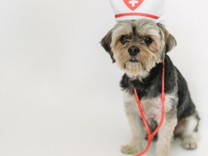 Preventive Pet Care is Becoming the Norm