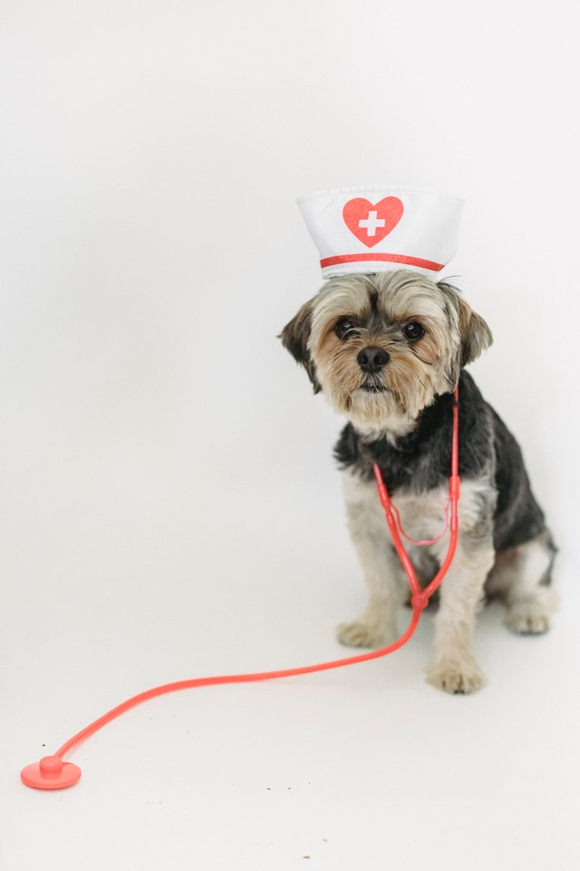Preventive Pet Care is Becoming the Norm