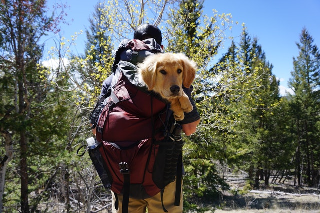 tips for hiking with dogs