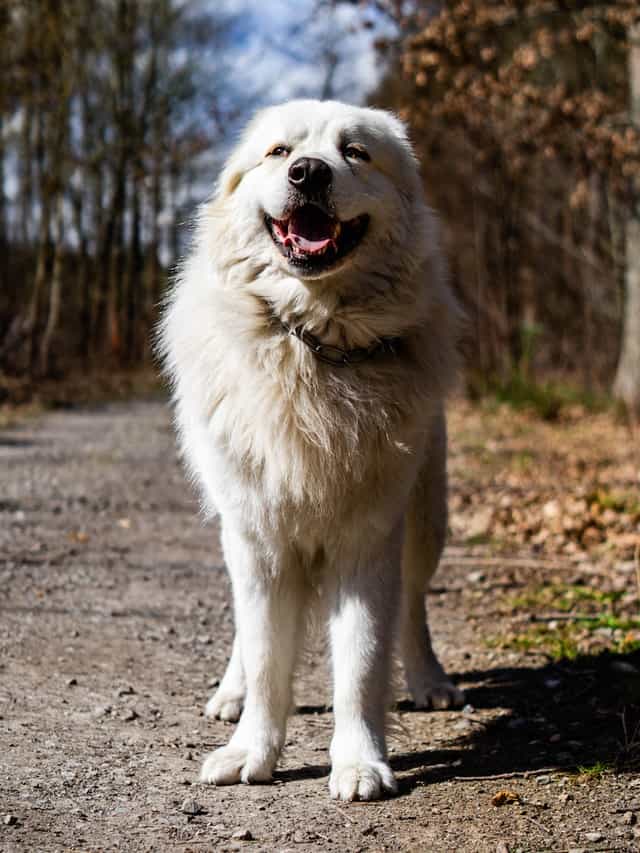 The Great Pyrenees