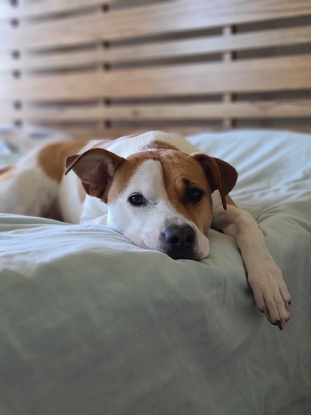 mixed breed beauty