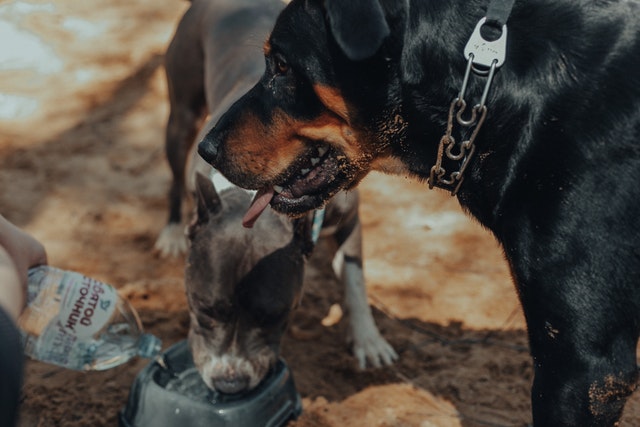 dog hydration