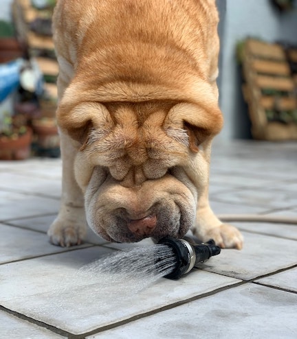 A chow drinks from a water hose.