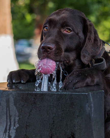 A chocolate Labrador retriever drinks from a water fountain.